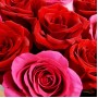 Букет Красные и розовые розы в крафте 9 шт